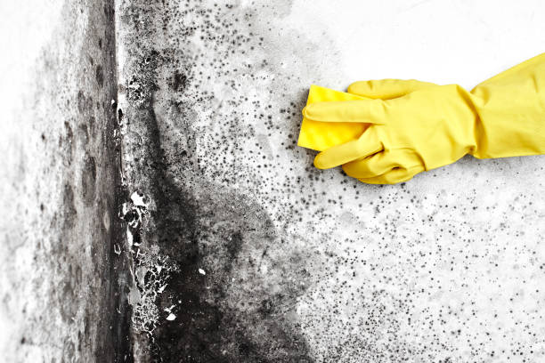 Best Mold Removal Company Near Me  in Tutwiler, MS