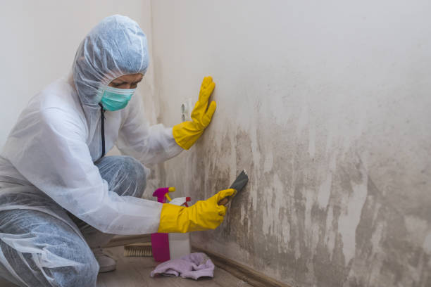 Best Office Mold Removal Services  in Tutwiler, MS