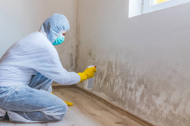 Attic Mold Removal in Tutwiler, MS