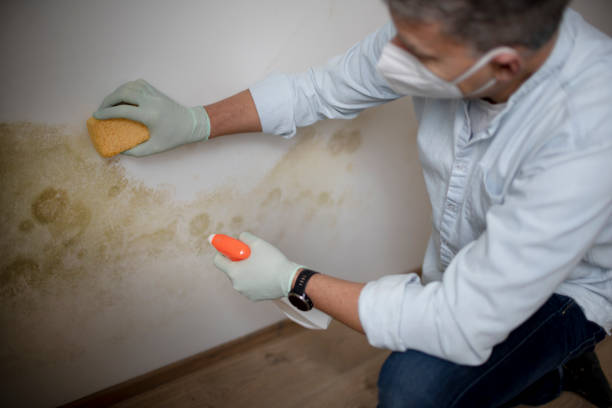 Best Best Mold Removal Companies  in Tutwiler, MS