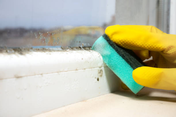 Best Residential Mold Removal  in Tutwiler, MS