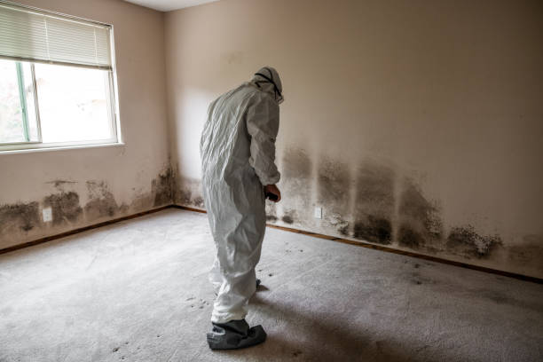Best Crawl Space Mold Removal  in Tutwiler, MS