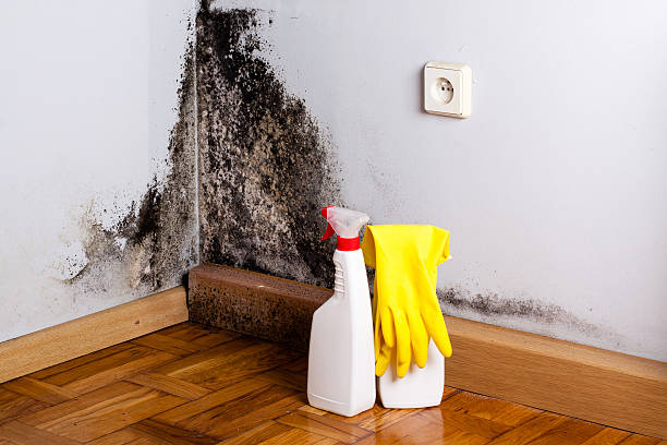 Best Emergency Mold Removal  in Tutwiler, MS
